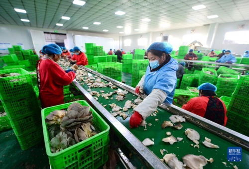 河北邯鄲 食用菌產業賦能鄉村振興，食用農產品零售煥發新生機