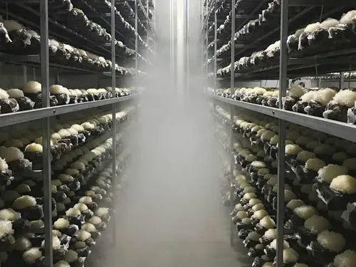 香糯爽滑，水水潤潤——秋燥時節必吃的食用農產品推薦