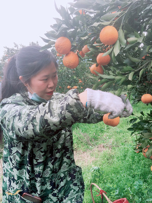清江春柑 巖松坪的椪柑與耙耙柑——現摘現發的自然饋贈