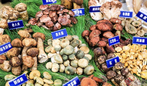 2024大理味道美食季暨云品進京推介活動盛大啟動 品味蒼洱風情，助力滇品出滇