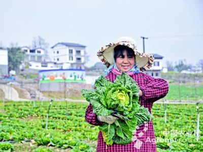 抗病強的月季品種與食用農產品零售的創新結合